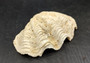 Image of Ruffle Clam Seashell Half Tridacna Squamosa (1 shell approx. 5+ inches) Great clam shell for decor and display! Copyright 2024 SeashellSupply.com