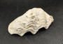Image of Ruffle Clam Seashell Half Tridacna Squamosa (1 shell approx. 5+ inches) Great clam shell for decor and display! Copyright 2024 SeashellSupply.com