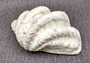 Ruffle Clam Seashell Half Tridacna Squamosa (1 shell approx. 10+ inches) Copyright 2024 SeashellSupply.com