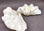 Ruffle Clam Seashell Half Tridacna Squamosa (1 shell approx. 10+ inches) Copyright 2024 SeashellSupply.com