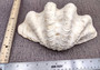 Ruffle Clam Seashell Half Tridacna Squamosa (1 shell approx. 10+ inches) Copyright 2024 SeashellSupply.com