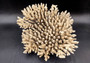 Image of Off White Natural Table Coral Large Cluster Acropora Latistella (1 coral approx. 13L x 6H x 11D inches) Copyright 2024 SeashellSupply.com