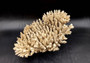 Image of Off White Natural Table Coral Large Cluster Acropora Latistella (1 coral approx. 13L x 6H x 11D inches) Copyright 2024 SeashellSupply.com