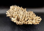 Image of Off White Natural Table Coral Large Cluster Acropora Latistella (1 coral approx. 13L x 6H x 11D inches) Copyright 2024 SeashellSupply.com
