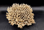 Image of Off White Natural Table Coral Large Cluster Acropora Latistella (1 coral approx. 13L x 6H x 11D inches) Copyright 2024 SeashellSupply.com