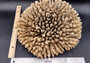 Image of Off White Natural Table Coral Large Cluster Acropora Latistella (1 coral approx. 12L x 6H x 11D inches) Copyright 2024 SeashellSupply.com