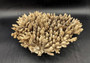 Image of Off White Natural Table Coral Large Cluster Acropora Latistella (1 coral approx. 12L x 4H x 10D inches) Copyright 2024 SeashellSupply.com