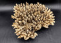 Image of Off White Natural Table Coral Large Cluster Acropora Latistella (1 coral approx. 12L x 4H x 10D inches) Copyright 2024 SeashellSupply.com