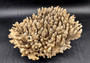Image of Off White Natural Table Coral Large Cluster Acropora Latistella (1 coral approx. 12L x 4H x 10D inches) Copyright 2024 SeashellSupply.com