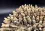 Image of Off White Natural Table Coral Large Cluster Acropora Latistella (1 coral approx. 12L x 4H x 10D inches) Copyright 2024 SeashellSupply.com
