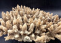 Image of Off White Natural Table Coral Large Cluster Acropora Latistella (1 coral approx. 12L x 4H x 10D inches) Copyright 2024 SeashellSupply.com