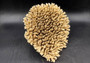 Image of Off White Natural Table Coral Large Cluster Acropora Latistella (1 coral approx. 10L x 6H x 10D inches) Copyright 2024 SeashellSupply.com