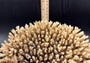 Image of Off White Natural Table Coral Large Cluster Acropora Latistella (1 coral approx. 10L x 6H x 10D inches) Copyright 2024 SeashellSupply.com