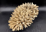 Image of Off White Natural Table Coral Large Cluster Acropora Latistella (1 coral approx. 12L x 7H x 9D inches) Copyright 2024 SeashellSupply.com