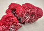 Light Red Pipe Organ Coral Tubipora Musica (1 coral approx. 3+ inches) B GRADE Great coral to add to any collection or display! Red textured flayed coral. Copy right 2024 SeaShellSupply.com\n