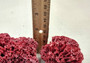 Light Red Pipe Organ Coral Tubipora Musica (1 coral approx. 3+ inches) B GRADE Great coral to add to any collection or display! Red textured flayed coral. Copy right 2024 SeaShellSupply.com\n