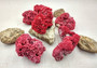 Light Red Pipe Organ Coral Tubipora Musica (1 coral approx. 3+ inches) B GRADE Great coral to add to any collection or display! Red textured flayed coral. Copy right 2024 SeaShellSupply.com\n