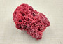 Light Red Pipe Organ Coral Tubipora Musica (1 coral approx. 3+ inches) B GRADE Great coral to add to any collection or display! Red textured flayed coral. Copy right 2024 SeaShellSupply.com\n