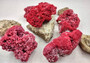 Light Red Pipe Organ Coral Tubipora Musica (1 coral approx. 3+ inches) B GRADE Great coral to add to any collection or display! Red textured flayed coral. Copy right 2024 SeaShellSupply.com\n