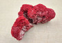 Light Red Pipe Organ Coral Tubipora Musica (1 coral approx. 3+ inches) B GRADE Great coral to add to any collection or display! Red textured flayed coral. Copy right 2024 SeaShellSupply.com\n