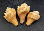 Carved Conch Seashell Decorative Set Lion Tiger Bear (3 shells approx. 3+ inches) Conch shells for coastal crafting display & collecting! Brown and tan spiral shells. Copy right 2024 SeaShellSupply.com\n