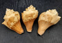 Carved Conch Seashell Decorative Set Lion Tiger Bear (3 shells approx. 3+ inches) Conch shells for coastal crafting display & collecting! Brown and tan spiral shells. Copy right 2024 SeaShellSupply.com\n