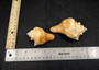 Carved Conch Seashell Decorative Set Lion Tiger Bear (3 shells approx. 3+ inches) Conch shells for coastal crafting display & collecting! Brown and tan spiral shells. Copy right 2024 SeaShellSupply.com\n