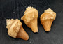 Carved Conch Seashell Decorative Set Lion Tiger Bear (3 shells approx. 3+ inches) Carved Conch shells for crafting display & collecting!