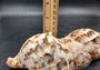 Caribbean Triton Seashell Charonia Tritonis (1 shell approx. 5+ inches) B GRADE Perfect shells for coastal crafting decor & collections! longer spiral brown and white spotted shell. Copyright 2024 SeaShellSupply.com\n