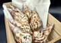 Caribbean Triton Seashell Charonia Tritonis (1 shell approx. 5+ inches) B GRADE Perfect shells for coastal crafting decor & collections! longer spiral brown and white spotted shell. Copyright 2024 SeaShellSupply.com\n