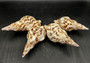 Caribbean Triton Seashell Charonia Tritonis (1 shell approx. 5+ inches) B GRADE Perfect shells for coastal crafting decor & collections! longer spiral brown and white spotted shell. Copyright 2024 SeaShellSupply.com
