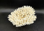 White Table Coral Large Cluster Acropora Latistella (1 coral approx. 10L x 5H x 9D inches) For home decor display & collecting!