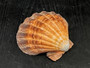 Orange Lions paw scallop Pecten Subnodosus - (1 scallop approx. 5 inches). One orange tinted ribbed wide opened shell. Copyright 2022 SeaShellSupply.com.