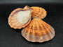 Orange Lions paw scallop Pecten Subnodosus - (1 scallop approx. 5 inches). One orange tinted ribbed wide opened shell. Copyright 2022 SeaShellSupply.com.