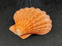 Orange Lions paw scallop Pecten Subnodosus - (1 scallop approx. 5 inches). One orange tinted ribbed wide opened shell. Copyright 2022 SeaShellSupply.com.