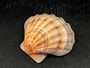 Orange Lions paw scallop Pecten Subnodosus - (1 scallop approx. 5 inches). One orange tinted ribbed wide opened shell. Copyright 2022 SeaShellSupply.com.