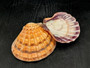 Orange Lions paw scallop Pecten Subnodosus - (1 scallop approx. 5 inches). One orange tinted ribbed wide opened shell. Copyright 2022 SeaShellSupply.com.