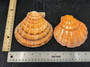 Orange Lions paw scallop Pecten Subnodosus - (1 scallop approx. 5 inches). One orange tinted ribbed wide opened shell. Copyright 2022 SeaShellSupply.com.