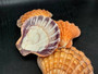 Orange Lions paw scallop Pecten Subnodosus - (1 scallop approx. 5 inches). One orange tinted ribbed wide opened shell. Copyright 2022 SeaShellSupply.com.