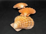 Orange Lions paw scallop Pecten Subnodosus - (1 scallop approx. 5 inches). One orange tinted ribbed wide opened shell. Copyright 2022 SeaShellSupply.com.