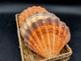 Orange Lions paw scallop Pecten Subnodosus - (1 scallop approx. 5 inches). One orange tinted ribbed wide opened shell. Copyright 2022 SeaShellSupply.com.