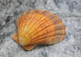 Orange Lions paw scallop Pecten Subnodosus - (1 scallop approx. 5 inches). One orange tinted ribbed wide opened shell. Copyright 2022 SeaShellSupply.com.