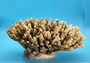 Off White Natural Table Coral Cluster Acropora Latistella (1 coral approx. 7-8+ inches) For home decor display & collecting! Natural colored spiked flayed open textured coral. Copy right 2025 SeaShellSupply.com