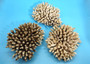 Off White Natural Table Coral Cluster Acropora Latistella (1 coral approx. 7-8+ inches) For home decor display & collecting! Natural colored spiked flayed open textured coral. Copy right 2025 SeaShellSupply.com