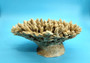 Off White Natural Table Coral Cluster Acropora Latistella (1 coral approx. 7-8+ inches) For home decor display & collecting! Natural colored spiked flayed open textured coral. Copy right 2025 SeaShellSupply.com