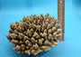 Off White Natural Table Coral Cluster Acropora Latistella (1 coral approx. 7-8+ inches) For home decor display & collecting! Natural colored spiked flayed open textured coral. Copy right 2025 SeaShellSupply.com