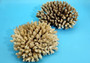 Off White Natural Table Coral Cluster Acropora Latistella (1 coral approx. 7-8+ inches) For home decor display & collecting! Natural colored spiked flayed open textured coral. Copy right 2025 SeaShellSupply.com