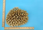 Off White Natural Table Coral Cluster Acropora Latistella (1 coral approx. 7-8+ inches) For home decor display & collecting! Natural colored spiked flayed open textured coral. Copy right 2025 SeaShellSupply.com