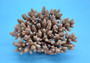 Off White Natural Table Coral Cluster Acropora Latistella (1 coral approx. 7-8+ inches) For home decor display & collecting! Natural colored spiked flayed open textured coral. Copy right 2025 SeaShellSupply.com