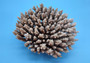 Off White Natural Table Coral Cluster Acropora Latistella (1 coral approx. 7-8+ inches) Natural Table Coral for beach home display!
